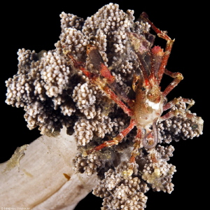spider crab by night (Misool) by Mathieu Foulquié 